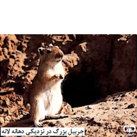 گونه جربیل بزرگ Great Gerbil